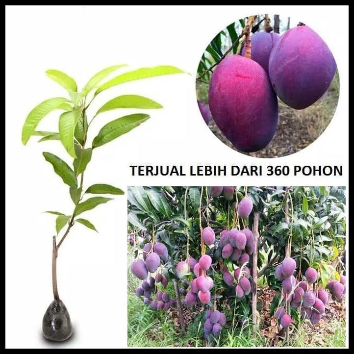 BIBIT MANGGA IRWIN MANGGA ERWIN MANGGA UNGU POHON MANGGA IRWIN UNGU