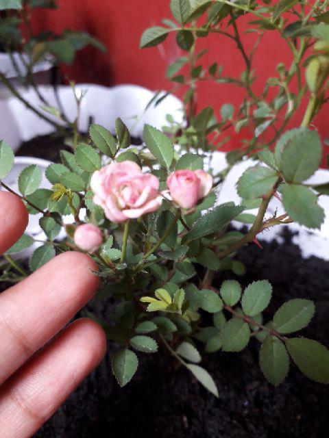 Bibit Tanaman Bunga Mawar Mini Pink I Babyrose Pink