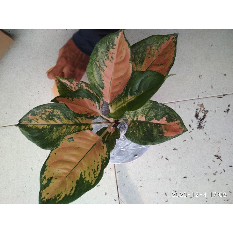 tanaman hias_aglonema sultan brunei/sultan brunei