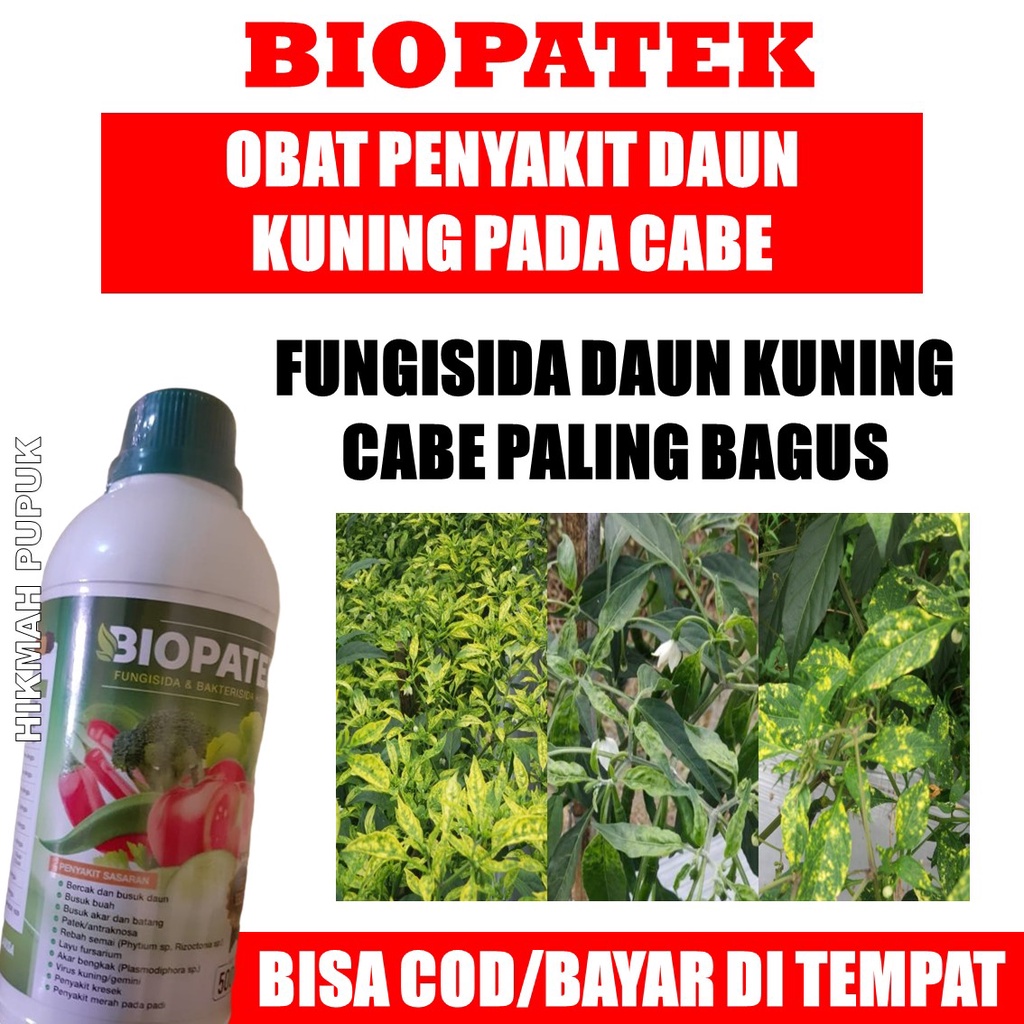 TERLARIS OBAT ORGANIK CAIR PENYAKIT DAUN KUNING PADA CABE BIOPATEK 500 ML Obat Anti Virus Kuning Cab