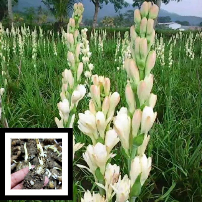 Umbi Bunga Sedap Malam