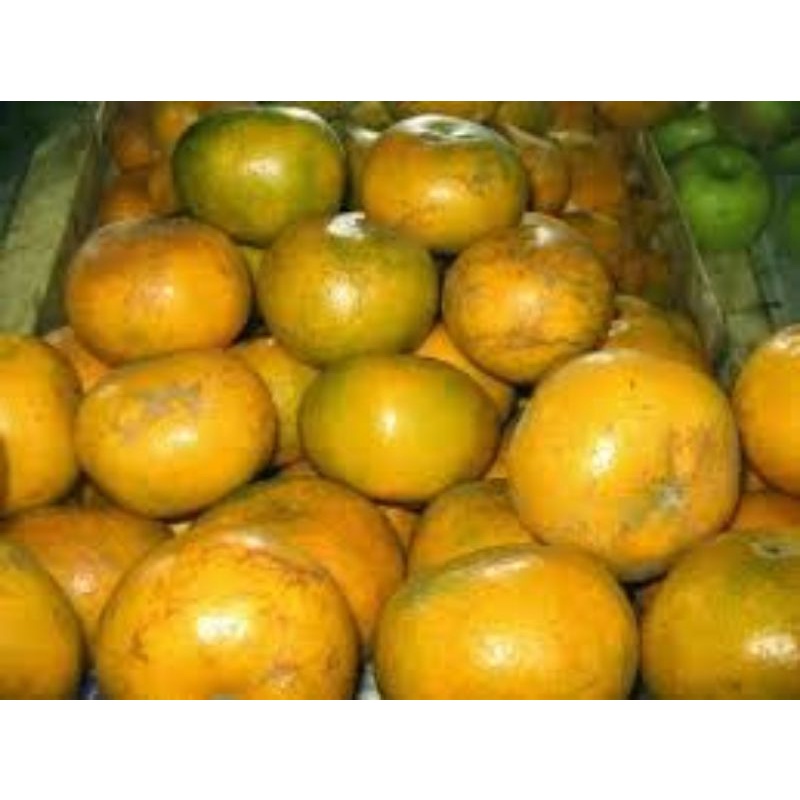 

buah jeruk Medan segar manis