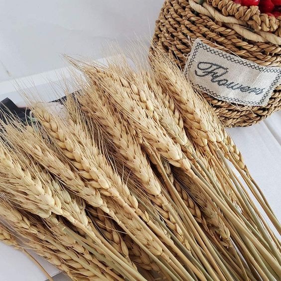 (TERMURAH) Dried Flower Wheat /Gandum (Import)