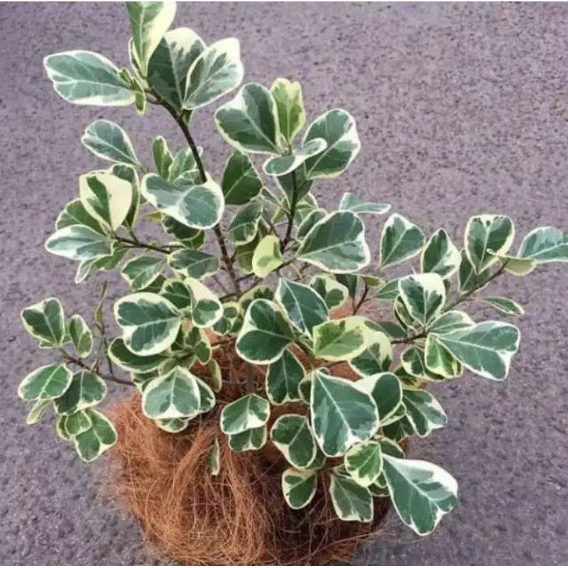 Tanaman Hias Picus Varigata - Beringin Kupu2 - pohon dolar buterply