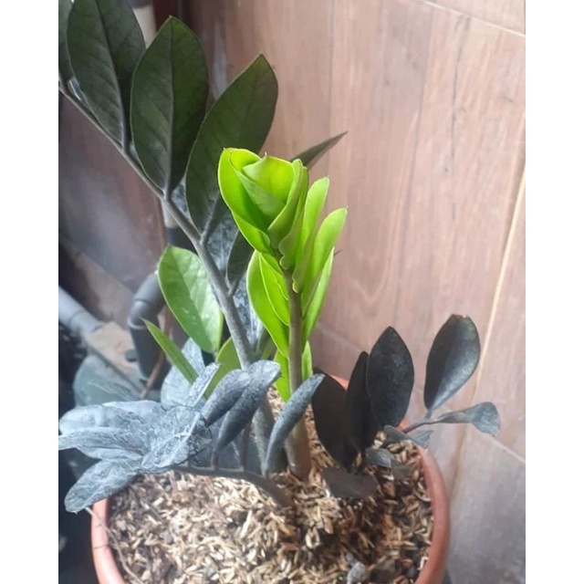 zamia varigata hitam black raven / tanaman hias
