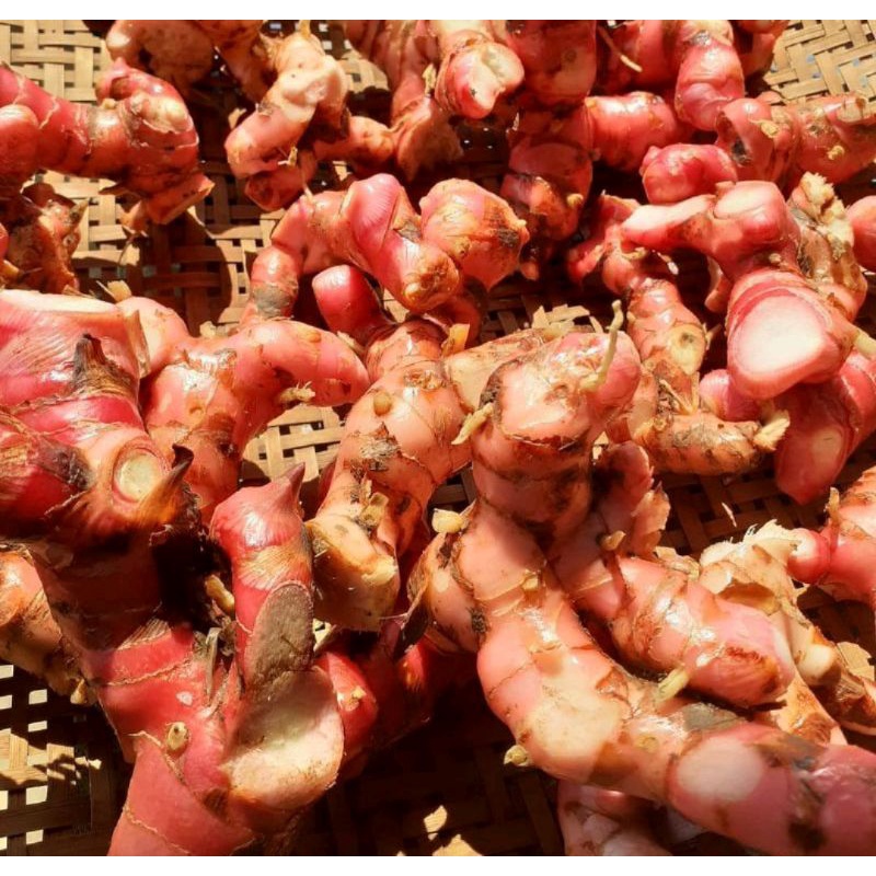 lengkuas merah /lengkuas hutan terbaik 1kg