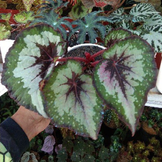 Tanaman Hias Begonia Rex Pelangi Merah Ukuran Besar/tanaman Hias Begonia Rex