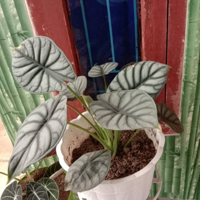 Bibit Alocasia Keladi Tengkorak Shopee Indonesia