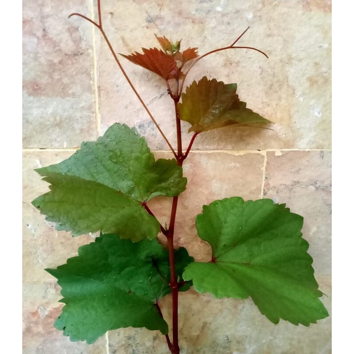 Super Sale Bibit tanaman anggur rootstock import dobrynya / dobryn