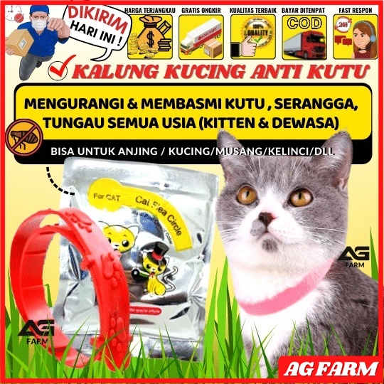 Kalung Anti Kutu Kucing  Anjing No Flea Kalung Hewan Kucing Anjing