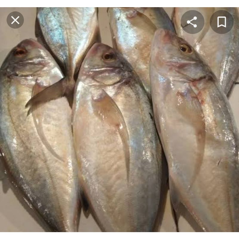 

ikan kwe lilin