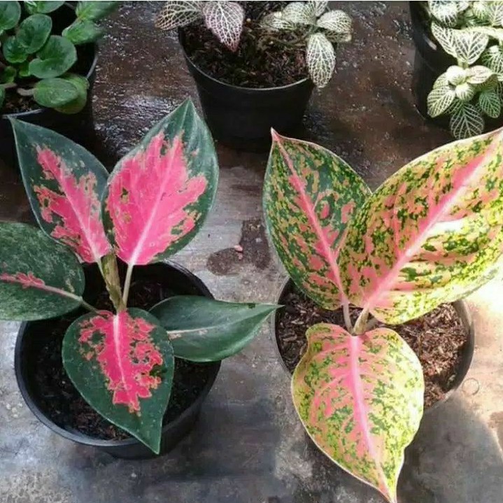 PAKET 2 ALONEMA RED KOCHIN DAN BIGROY