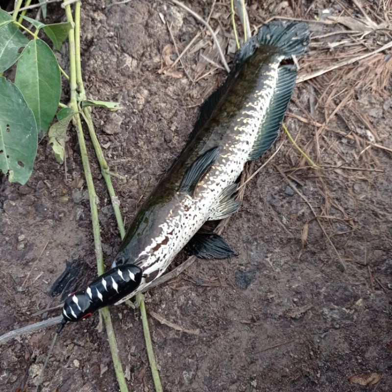 Soft Frog Blade 6cm 9 gram Long Cast - Umpan Casting Gabus / Haruan Handmade