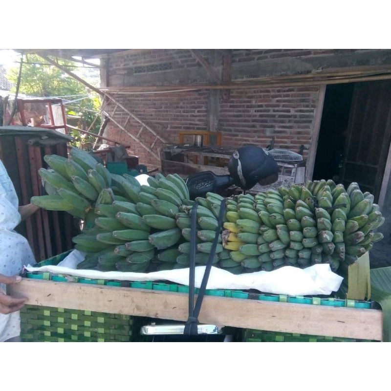 ORIGINAL !!!, Jual Bibit Pisang Kepok Tanjung, Jual Bibit Pisang Kepok Tanpa Jantung