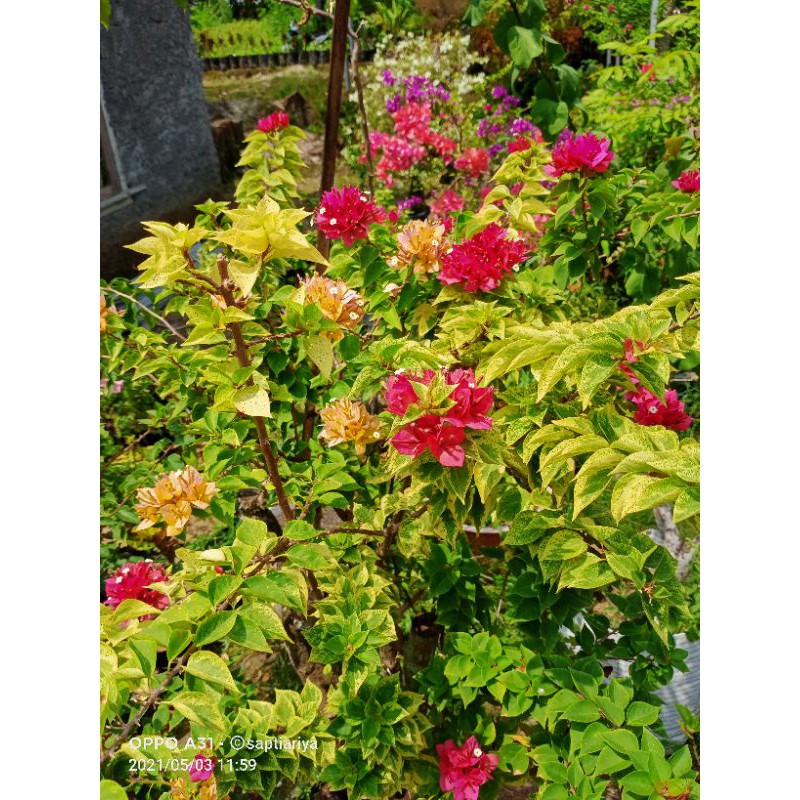 Bougenville Varigata Kuning Bibit