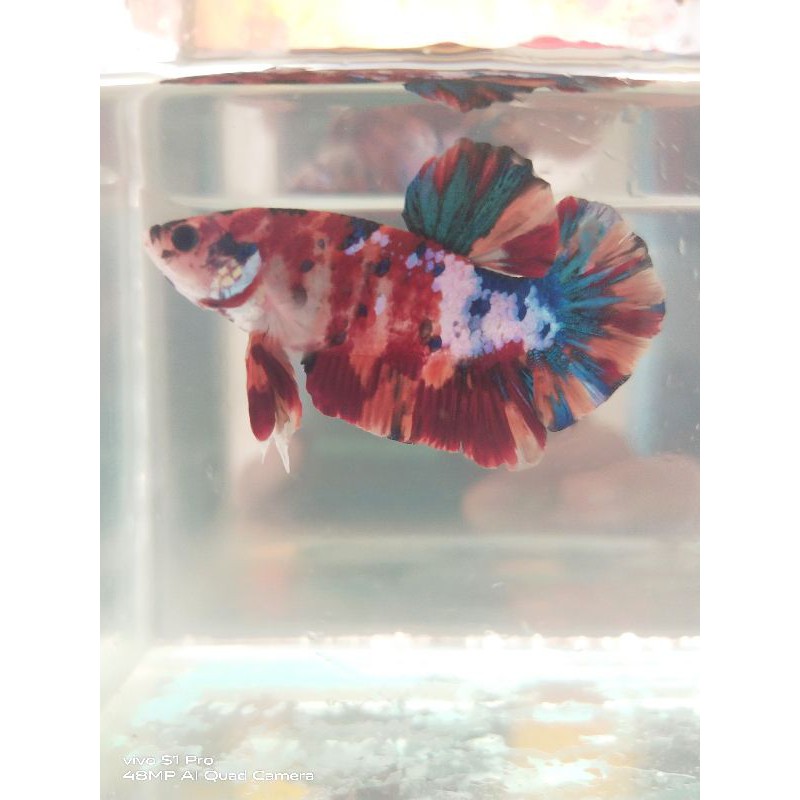 CUPANG Nemo Multicolor