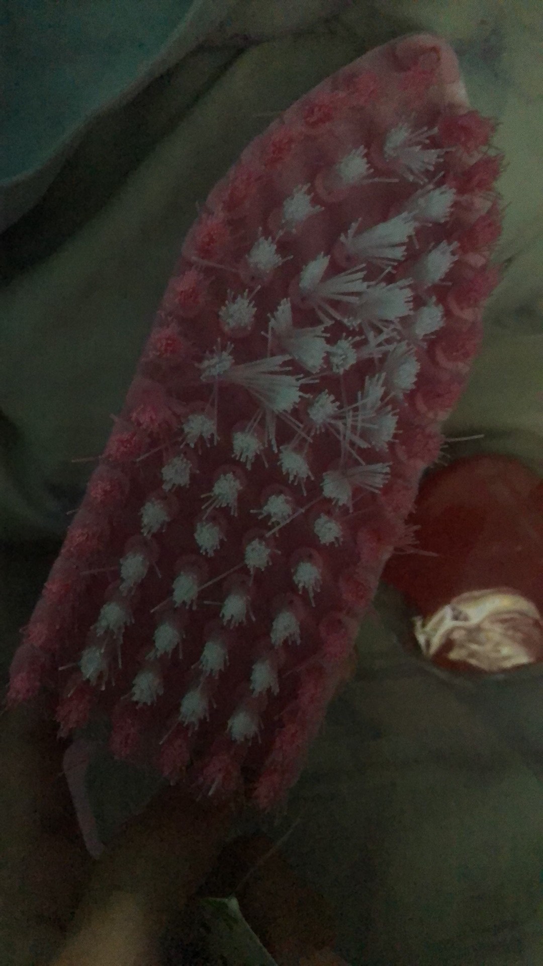 Sikat Elastis Serbaguna Sikat Lantai Sikat Wc / Useable Brush