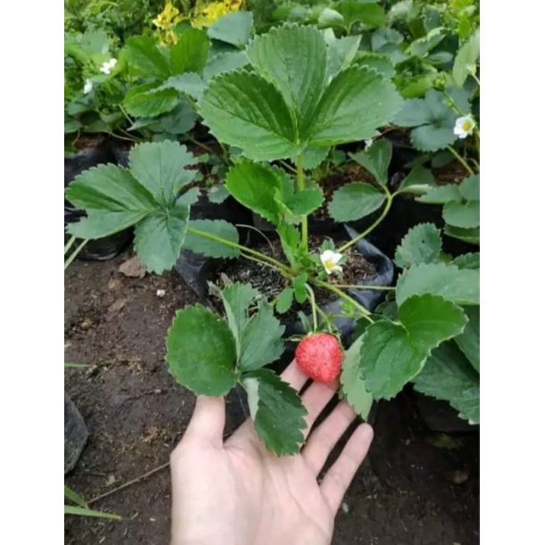 BIBIT stroberi berbuah