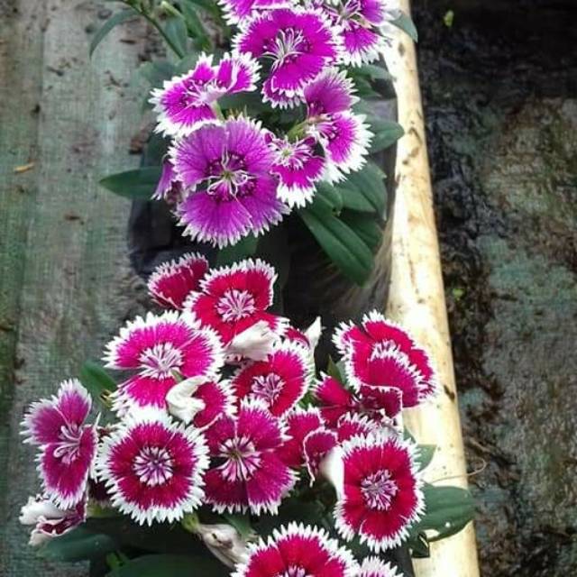 tanaman bunga anyelir