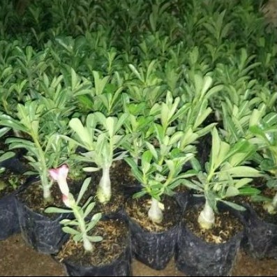 pohon kamboja jepang / tanaman hias adenium arabicum / bunga tumpuk