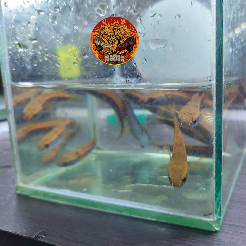 Ikan Channa Chana Maru Red Barito Cana Gabus Maruliodes Pure Original Merah Pedas Baby 5-6 cm Garans