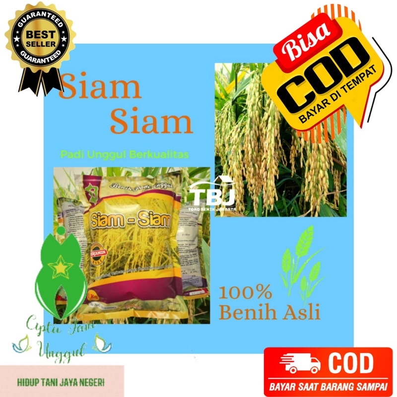 PADI UNGGUL SIAM-SIAM LOKAL