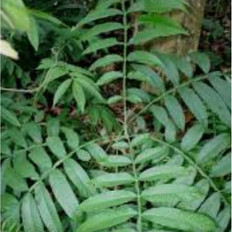 

Herbal Daun Sungkai
