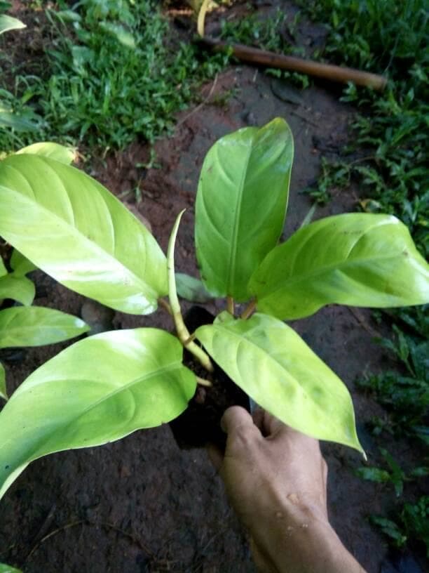 Pohon/tanaman sirih gading centong / pohon sirih gading daun besar