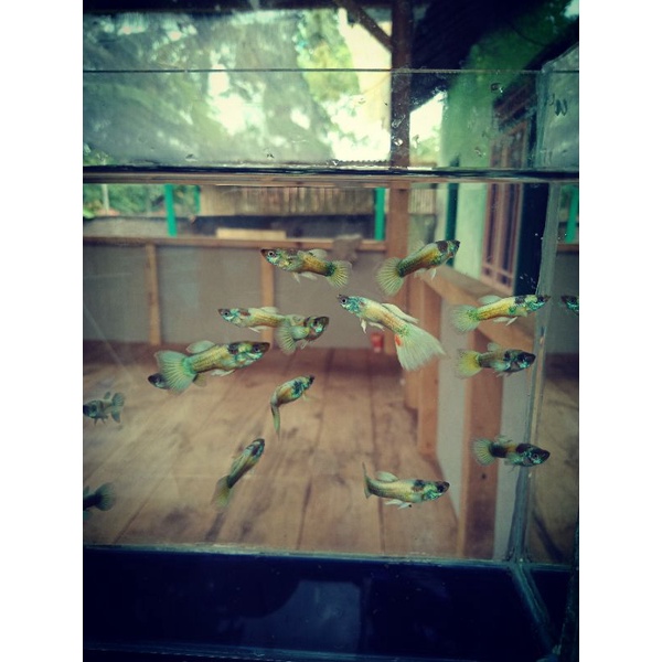 ikan guppy gold / ikan hias / hiasan aquarium / aquascape