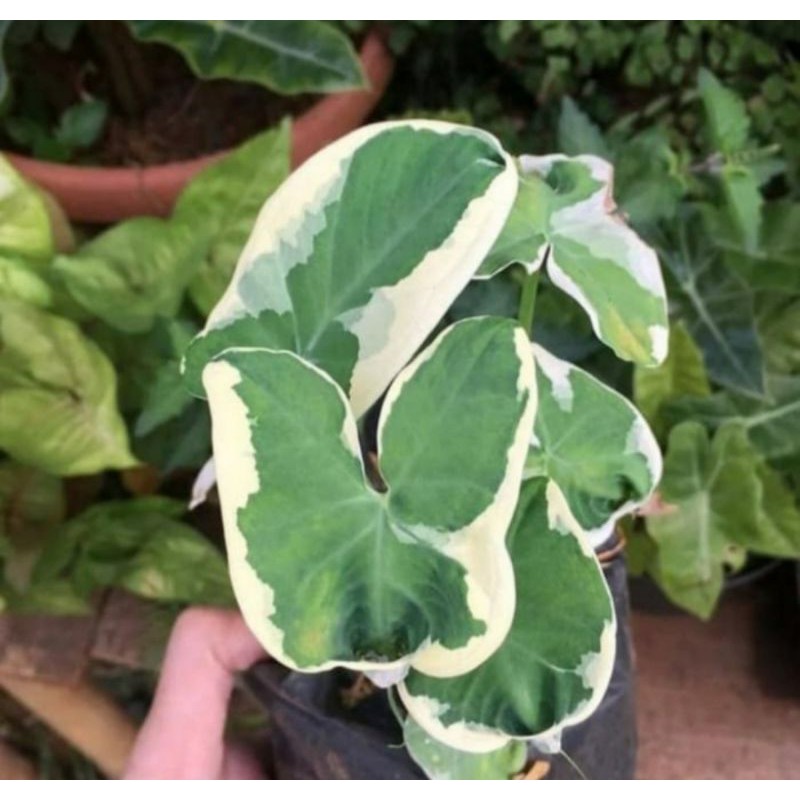 TANAMAN HIAS KELADI KANTONG SEMAR VARIGATA/BIBIT TANAMAN HIAS KELADI KANTONG SEMAR