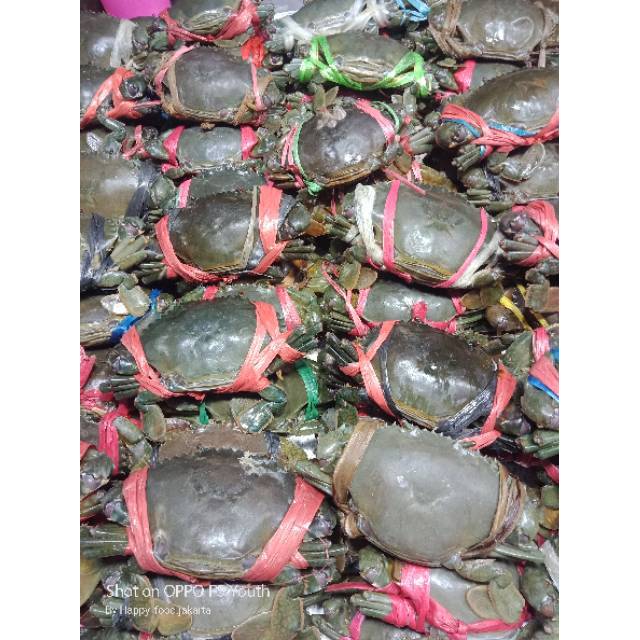 

Kepiting fresh hidup 500gr (khusus sameday & instant)