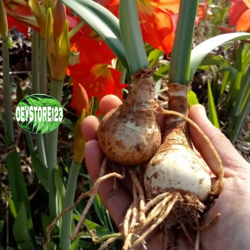 

jual Umbi Amarilis 500 Gram