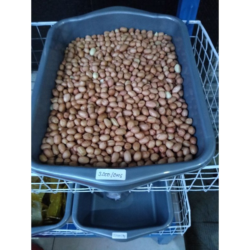 

kacang tanah