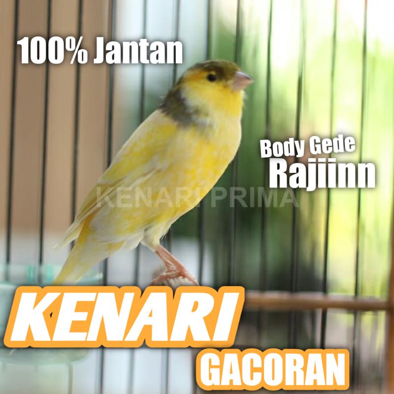 Burung Kenari Gacoran Jadi Bunyi Ngeroll Ga habis² Seri Lokal Super Bukan Afs Atau F1 ys