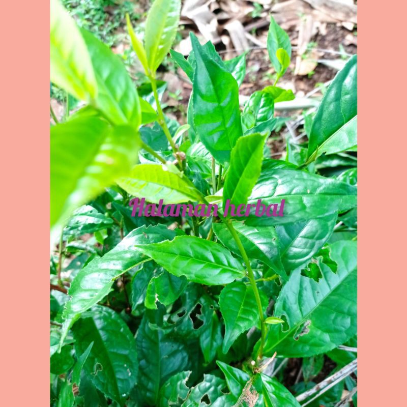 

daun teh hijau pres250g