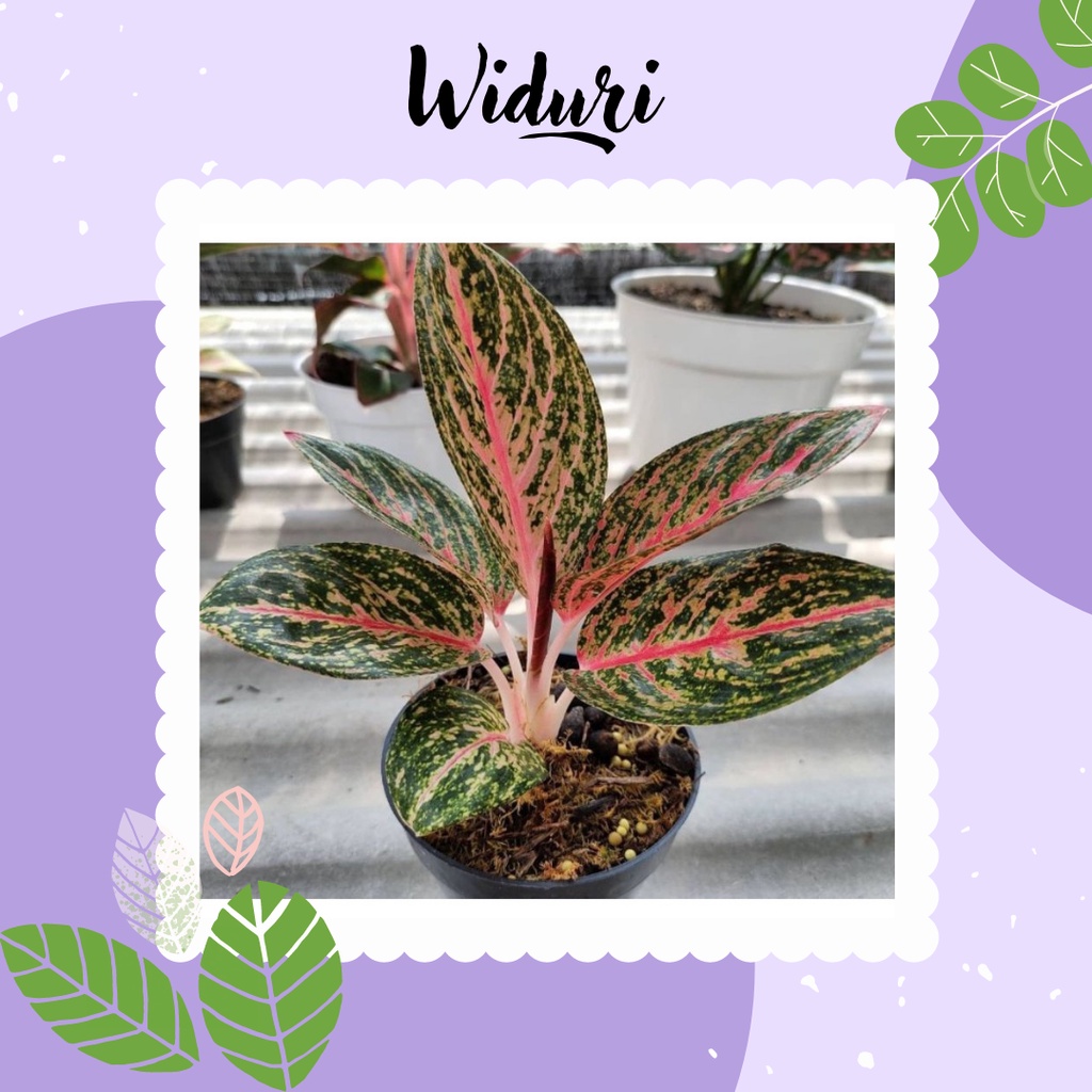 Jual Tanaman Hias Aglonema Widuri Bunga Aglaonema Murah Aglonema Anakan-Remaja Widuri
