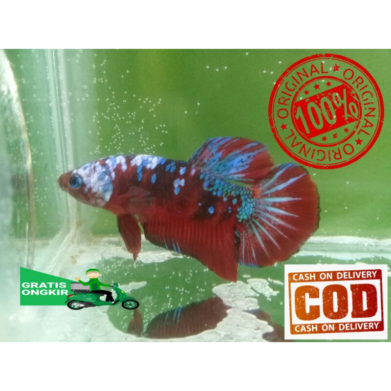 Ikan cupang red koi avatar male & female