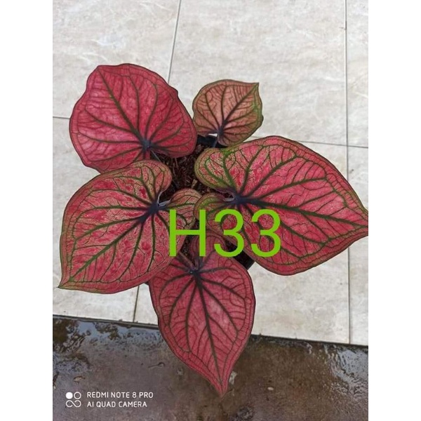 caladium H33 thai series