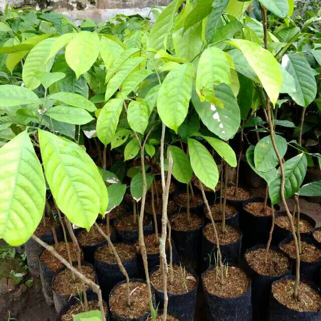 Bibit Duku Berkualitas ! Bibit Buah Duku Sambung Pucuk ! Bibit Buah Duku Murah !