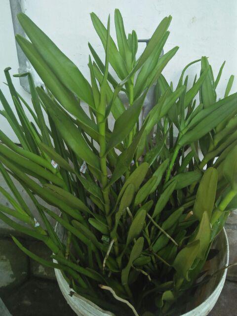 Anggrek Tanah Paket Hemat