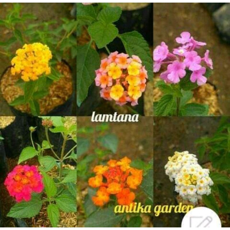 

Paket Promo 6 Lantana