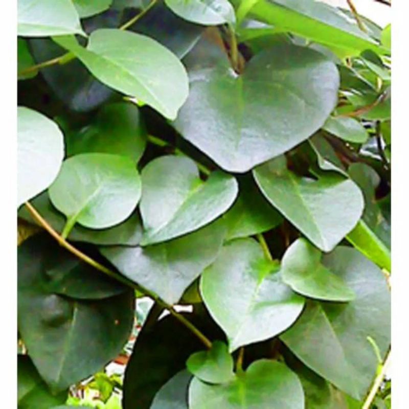 

Daun binahong segar 100gram