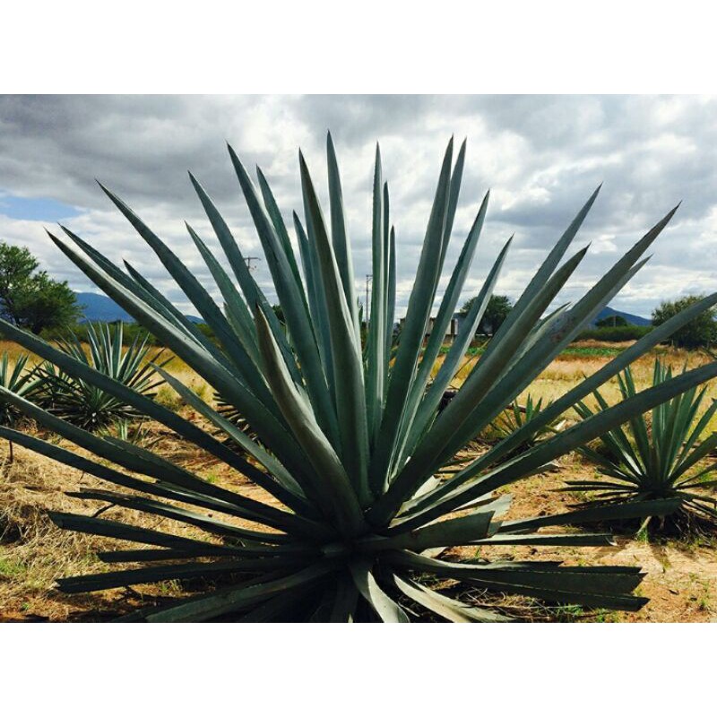 anakan agave sisalana/batang