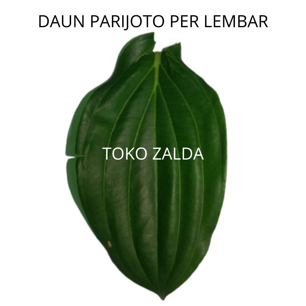 

DAUN PARIJOTO ASLI MURIA PER LEMBAR