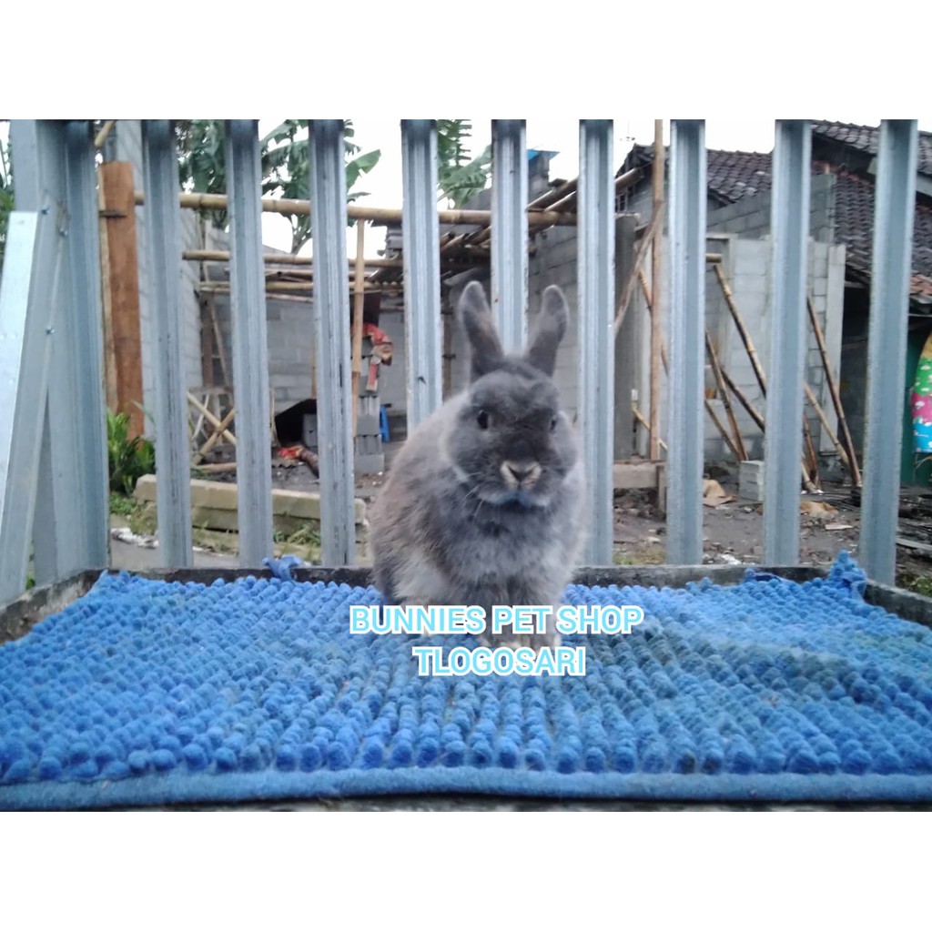 Kelinci Netherland Dwarf