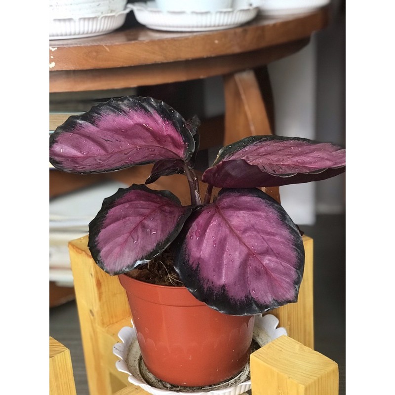 Tanaman hias bunga Calathea  crimson  ungu import rimbun 