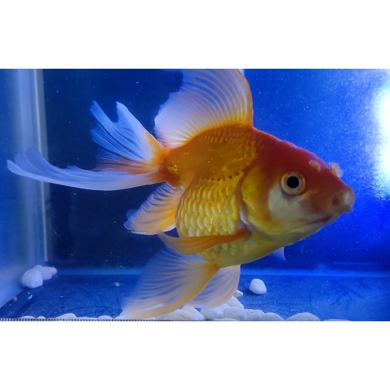 Fantail Oranda RW 14cm - Ikan Mas koki