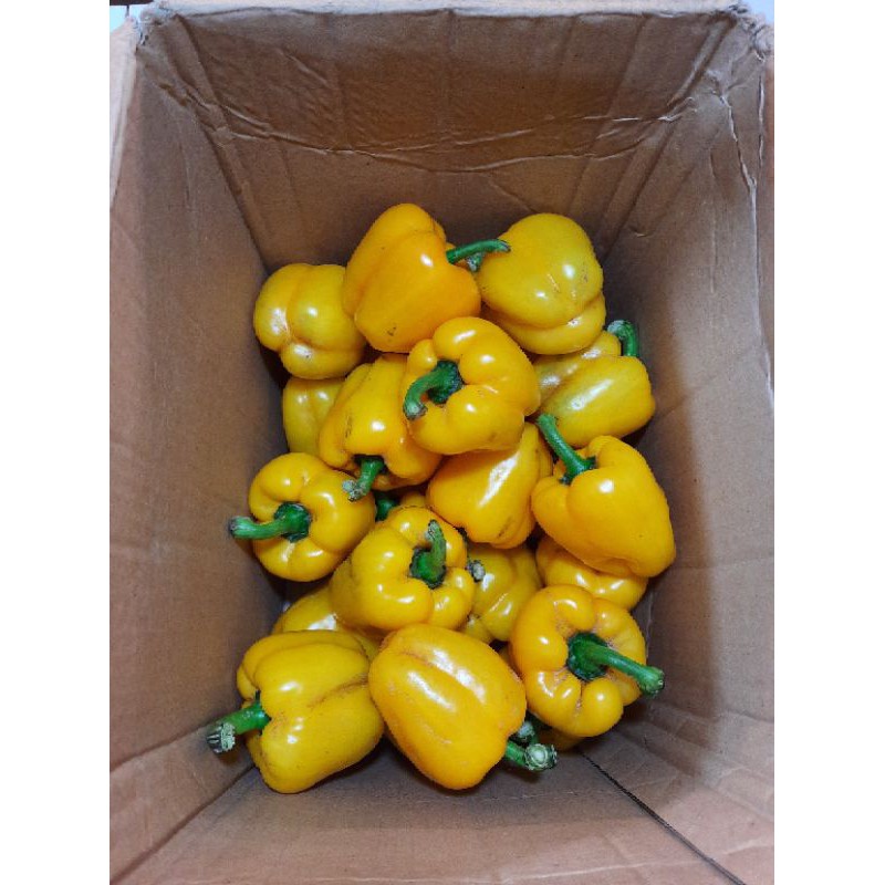 paprika kuning curah 1 kg