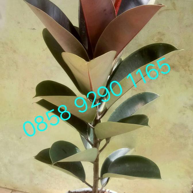 Tanaman Ficus Elastica / Rubber Plant / Karet Kebo Daun Merah