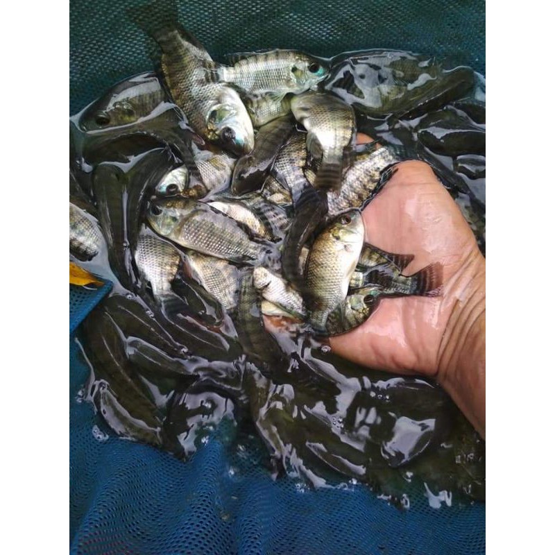 nila nirwana3 ukuran jempol